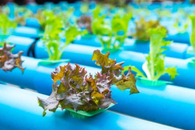 Organik hydroponic sebze