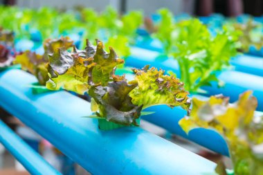 Organik hydroponic sebze