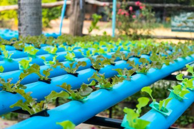 Organik hydroponic sebze