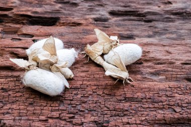 Üzerinde ipek koza ipek güve