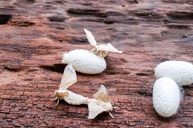 Üzerinde ipek koza ipek güve