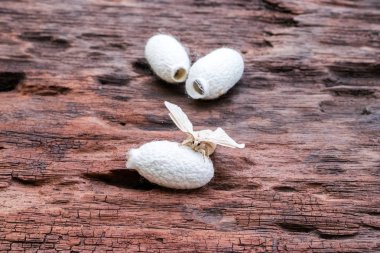 Üzerinde ipek koza ipek güve