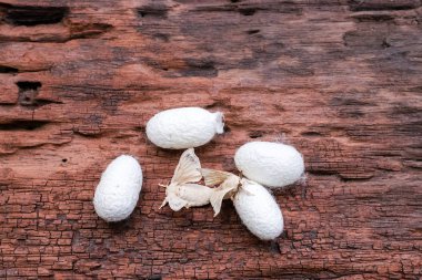 Üzerinde ipek koza ipek güve