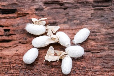 Üzerinde ipek koza ipek güve