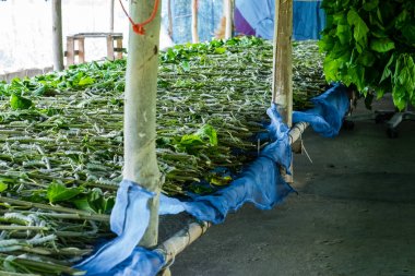 ipekböceği yeme yaprak dut