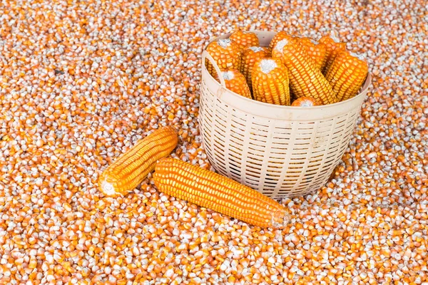 Corn cob and corn seeds