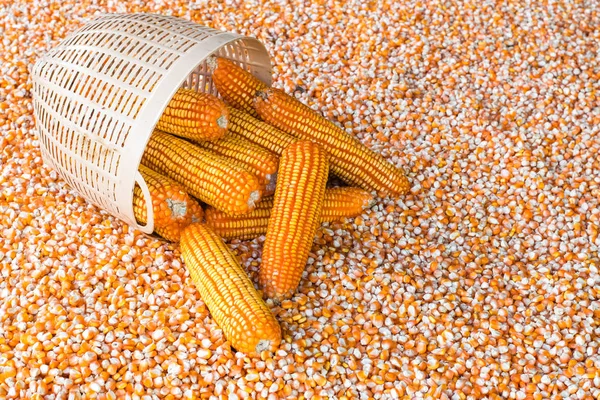 Corn cob and corn seeds