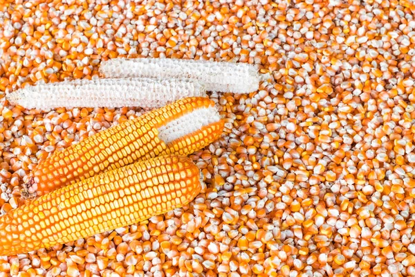 Corn cob and corn seeds