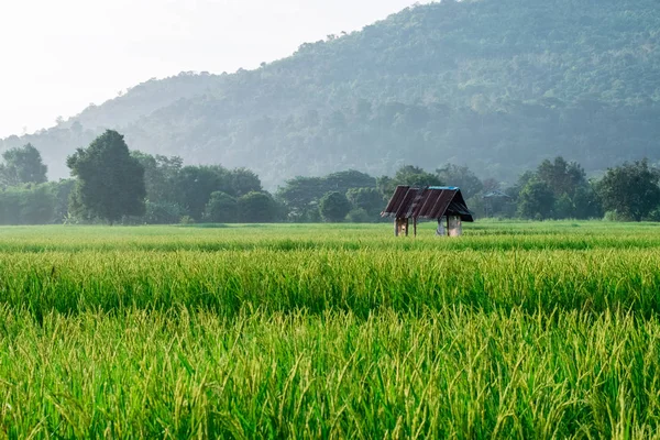 Pequena casa de campo em campo paddy — Fotografia de Stock