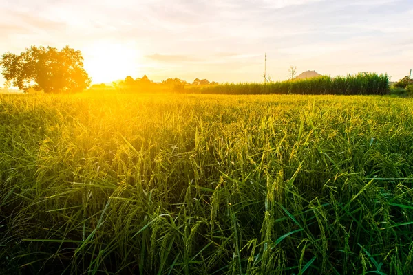 Hermoso atardecer sobre los arrozales — Foto de Stock