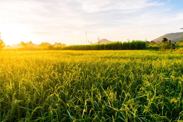 Hermoso atardecer sobre los arrozales — Foto de Stock