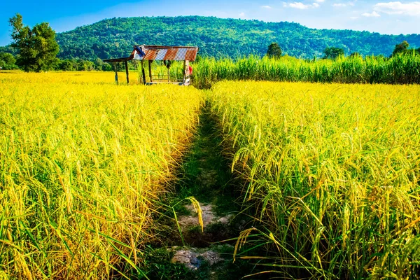 Tayland pirinç sarı altın — Stok fotoğraf