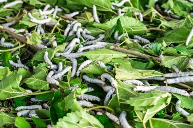 ipekböceği yeme yaprak dut