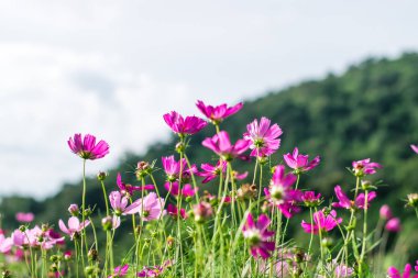 flores hermosas cosmos
