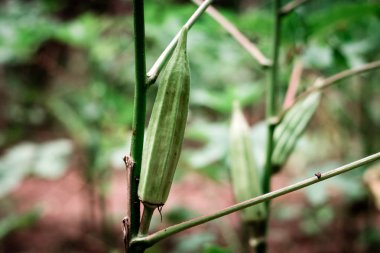 Ağaçta yeşil roselle