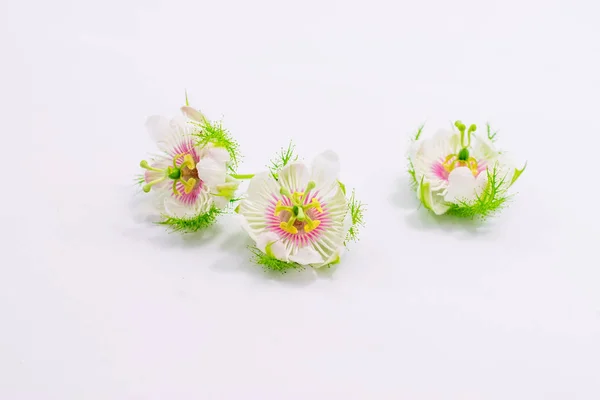 Φυλά άνθη στο λευκό — Φωτογραφία Αρχείου