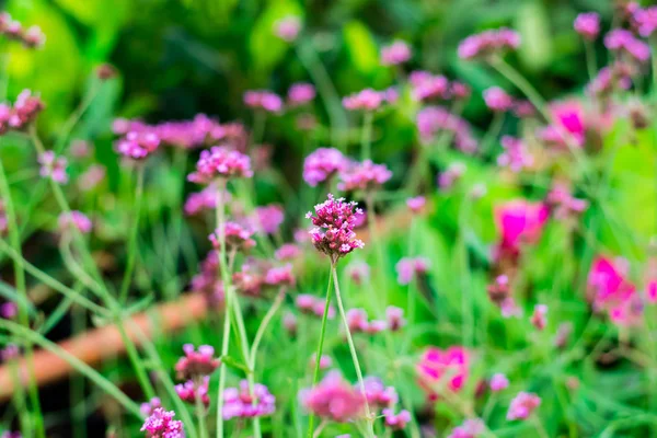 Verbena violeta flores — Foto de Stock