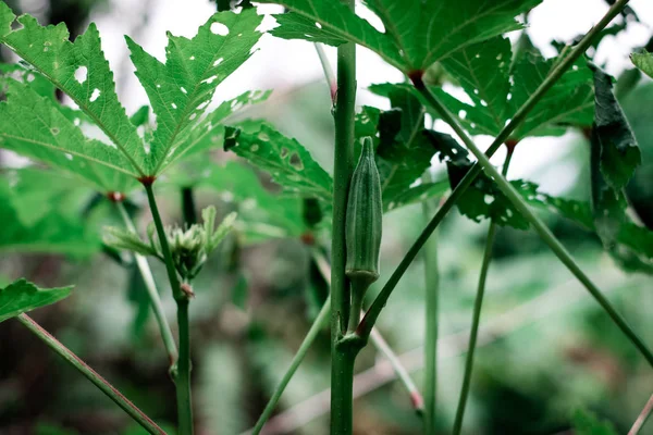 Rosela verde na árvore — Fotografia de Stock