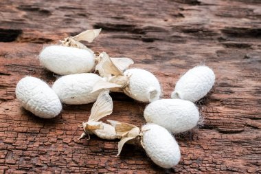 Üzerinde ipek koza ipek güve