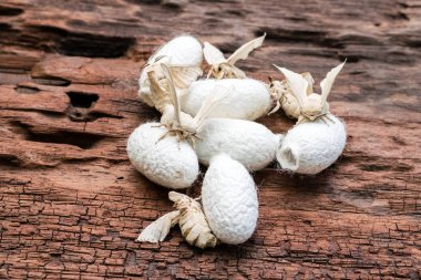 Üzerinde ipek koza ipek güve