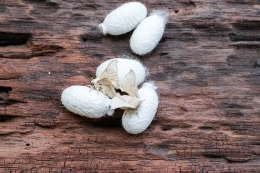 Üzerinde ipek koza ipek güve