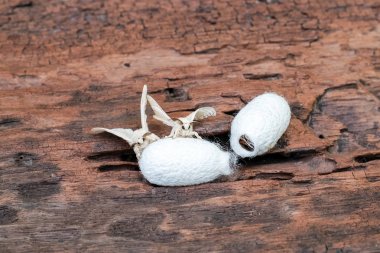 Üzerinde ipek koza ipek güve