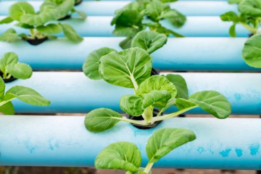 Bok Choy Beyaz Sebzeler