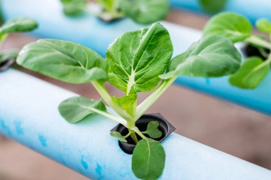 Bok Choy Beyaz Sebzeler