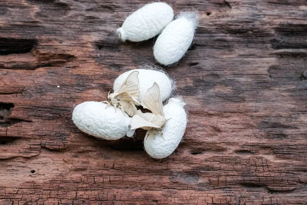 Üzerinde ipek koza ipek güve