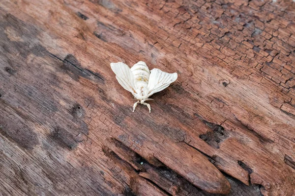 Hedvábné Moth na hedvábný kokon — Stock fotografie
