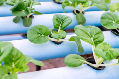 Bok Choy Beyaz Sebzeler