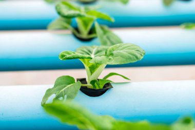 Bok Choy Beyaz Sebzeler