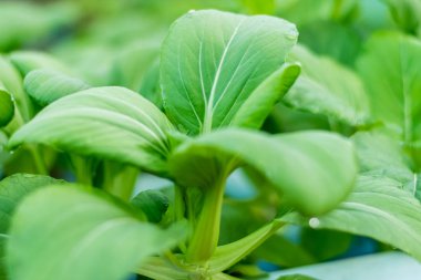 Bok choy veya Çin lahanası