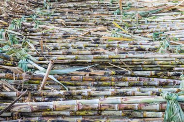 Hasat şeker kamışı tarlaları