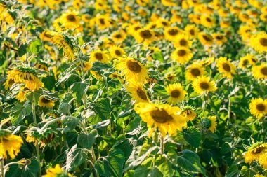 Sarı ayçiçeği çiçeklenme