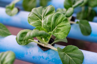 Bok Choy Beyaz Sebzeler