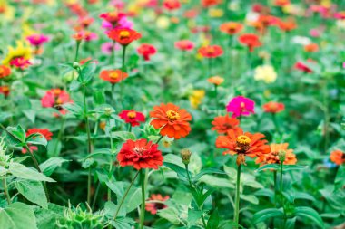 Zinnia çiçek çiçeklenme