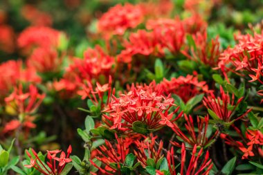 Kırmızı spike çiçek