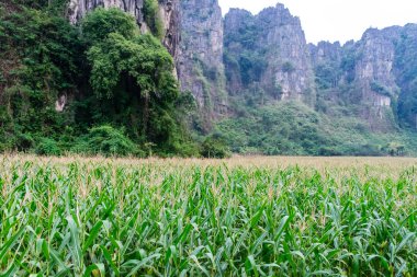 Bir dağ ile Mısır tarlası