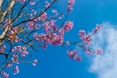 Ölüme yakın kuru ağaçlarda açan Sakura çiçekleri
