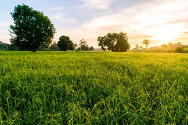 Paddy alanları üzerinde güzel gün batımı