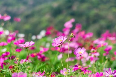 flores hermosas cosmos