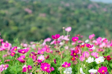 flores hermosas cosmos