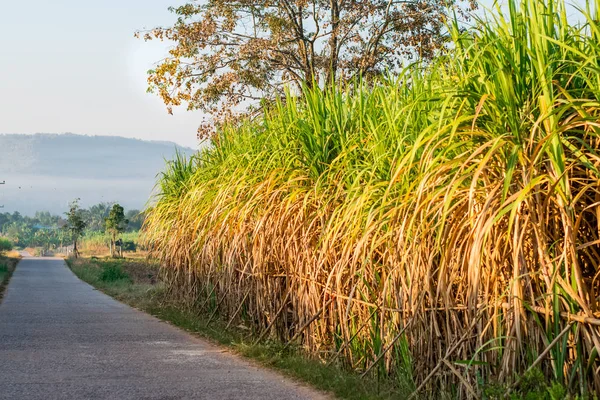 Harvested sugarcane fields — Stock Photo, Image