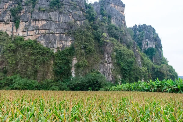 Campo di mais con una montagna — Foto Stock