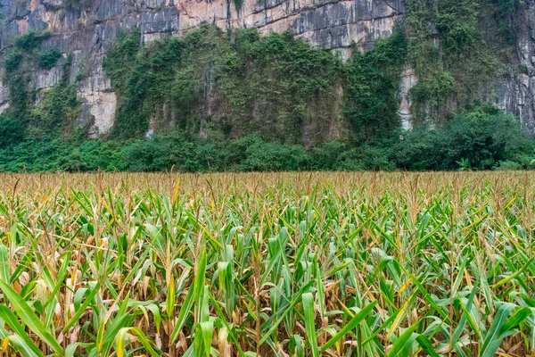 Campo de milho com uma montanha — Fotografia de Stock