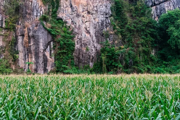 Campo di mais con una montagna — Foto Stock