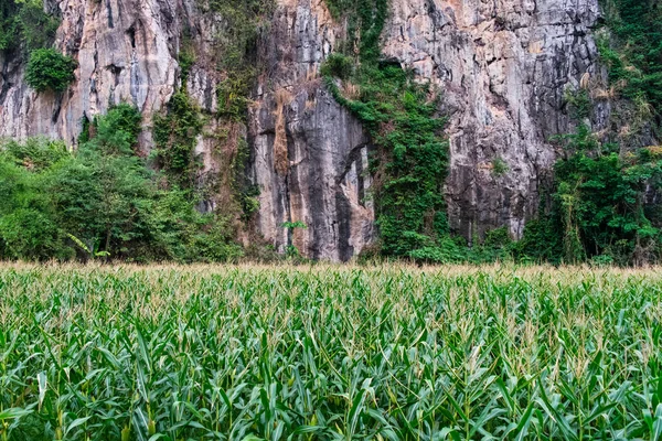 Campo di mais con una montagna — Foto Stock