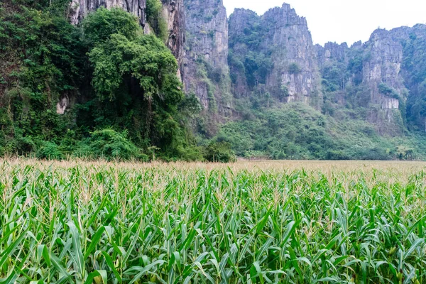 Campo di mais con una montagna — Foto Stock