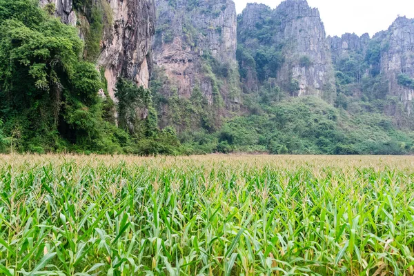 Campo di mais con una montagna — Foto Stock